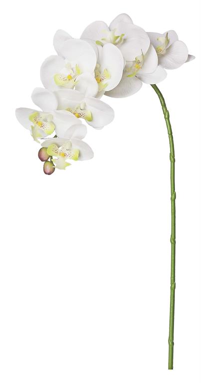 35.8" Phalaenopsis Orchid - Wh