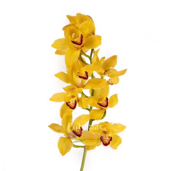 30" Mini Cymbidium Orchid Spray - Gold