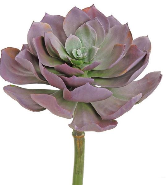 Echeveria Succulent - Purple/Sage