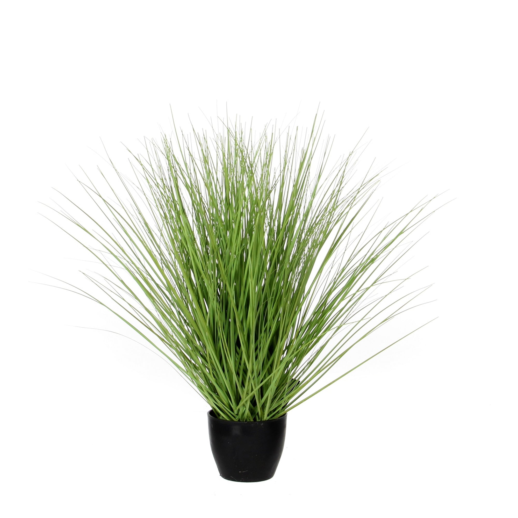 Large Grass Green in Plastic Pot