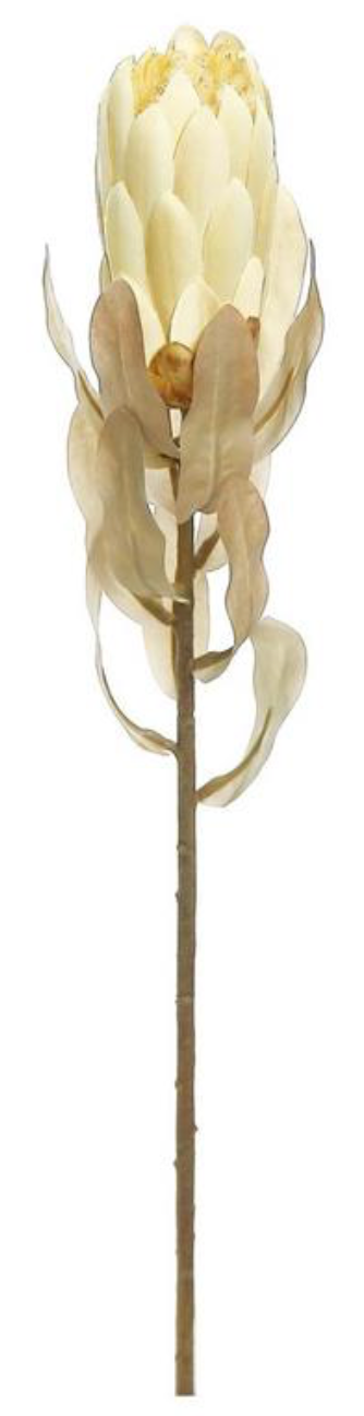 21" Protea - Wheat