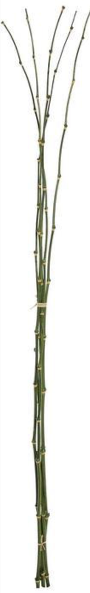 48" Bamboo Bundle x5 - Green