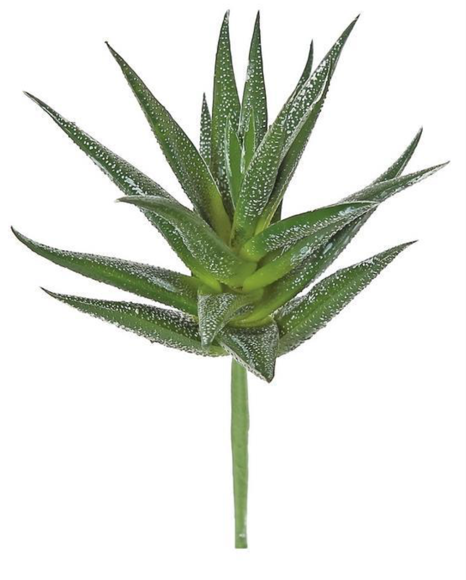 7.5" Mini  Aloe Plant - Green