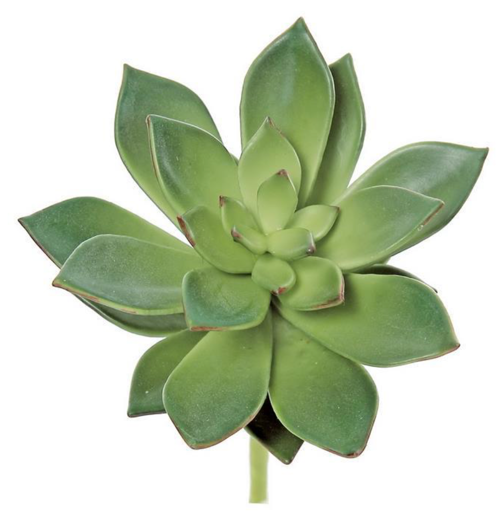 5" Sword Leaf Succulent - Green