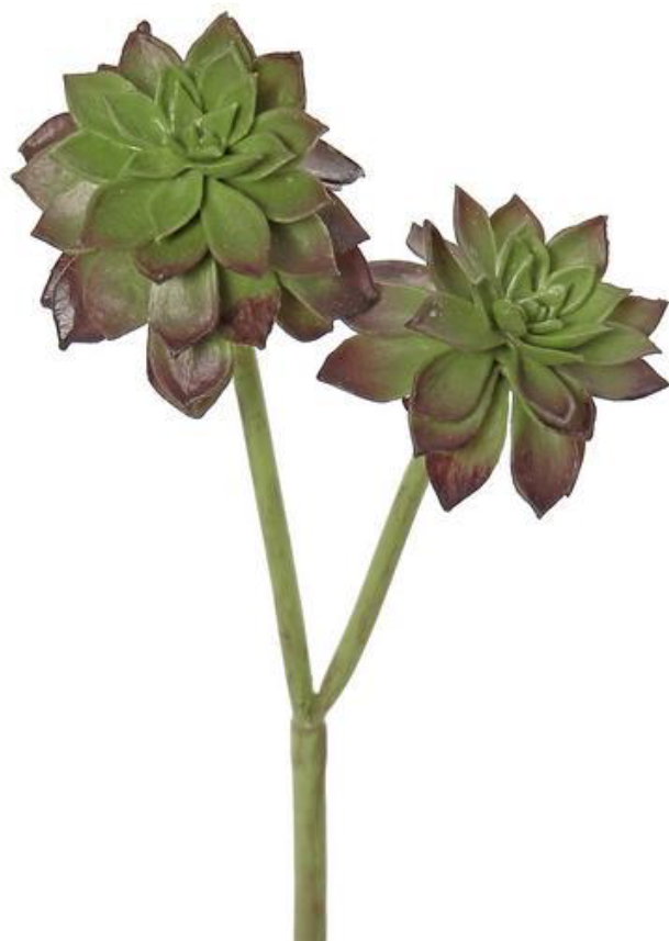 Mini Echeveria Plant Stem - Green/Plum