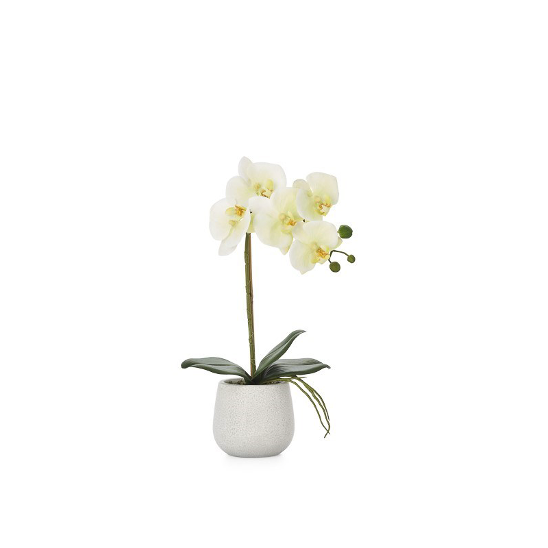 Phalaenopsis Single Orchid - Yellow