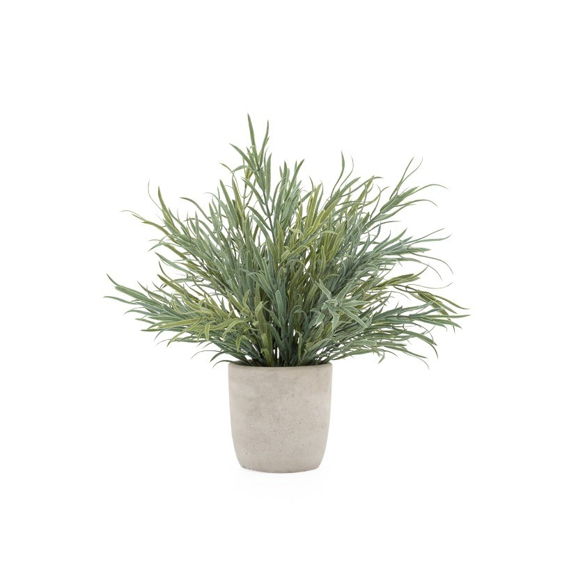 3.5" Solaro Potted Plant- Lavender