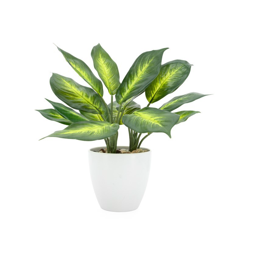 Villa Plant- 13" Dieffenbachia