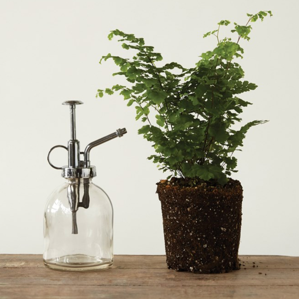 6" Glass Plant Mister