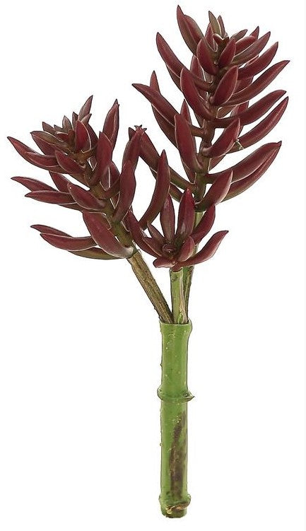 8" Finger Succulent - Burgundy