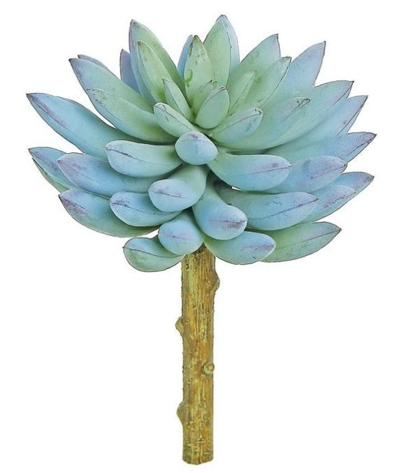 5" Finger Succulent - Blue