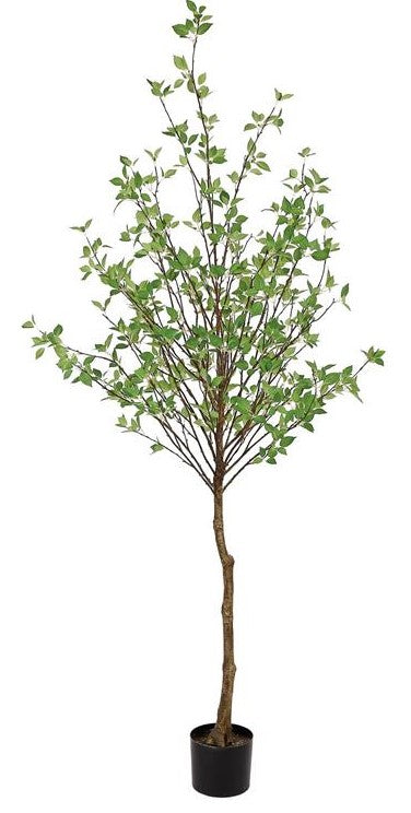 7' Mountain Laurel Leaf Tree