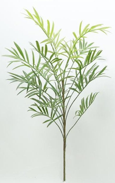 30" Caladium Plant