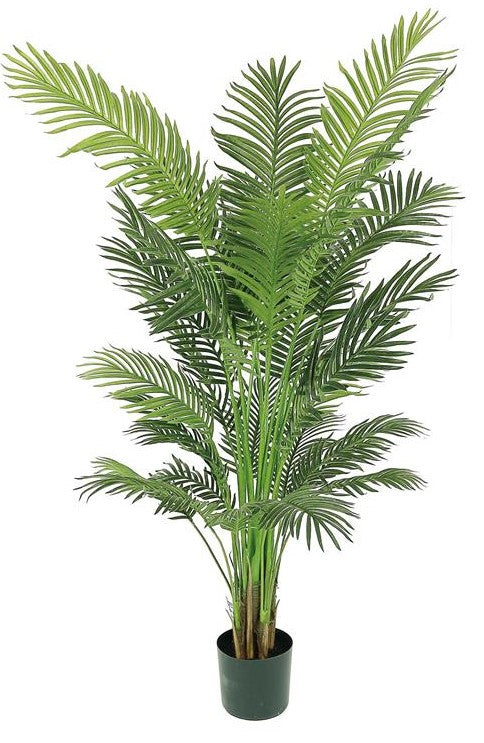 6' Areca Palm In Pot - Green