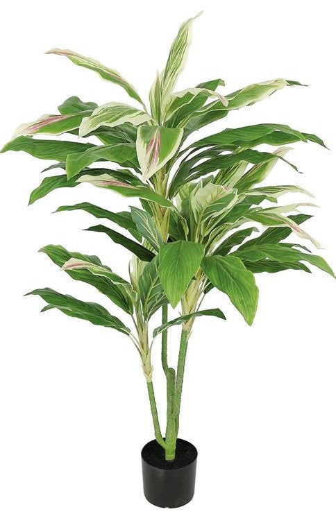 55" Cordyline Plant In Pot