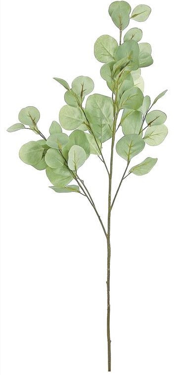 34" Silver Dollar Eucalyptus